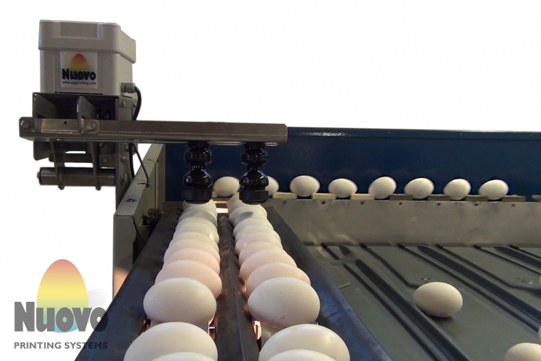 Nuovo Egg Printing and Egg Stamping Systems - Easy Stamp SOR on Grader Infeed Table