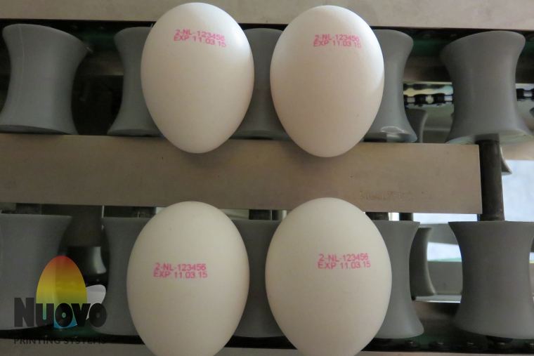 Nuovo Egg Printing and Egg Stamping Systems - Egg Jet Printer SOR on Grader Infeed Table