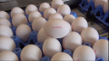 Nuovo Egg Printing and Egg Stamping Systems - Egg Jet Printer SOR1 on carrousel chain of Moba 1000+ graders
